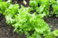 /album/fotos-country-de-vaqueros/plantaciones-de-verduras-en-county-de-vaqueros-ambientado-para-personas-mayores-jpg1/